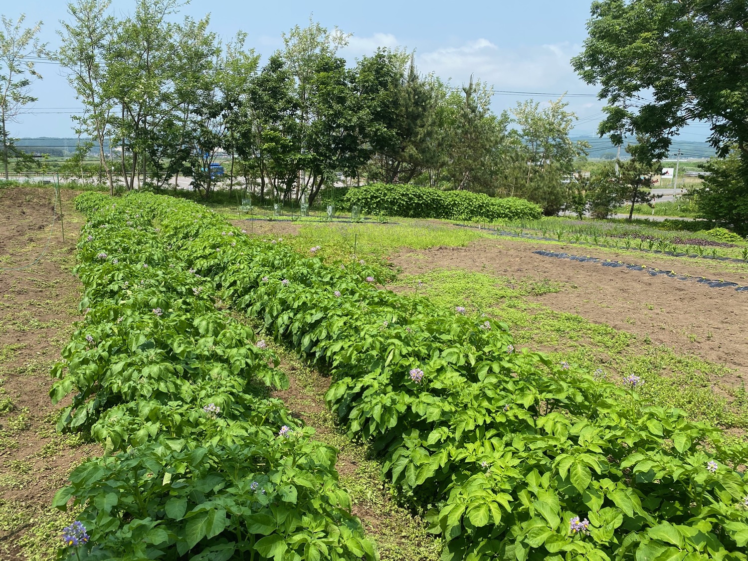 Takumi Farm: Our Directly Managed Farm