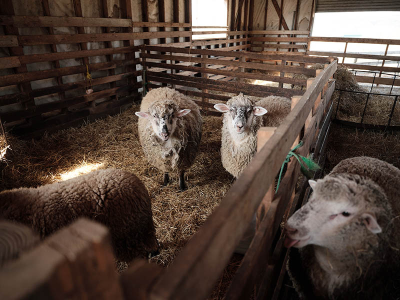 直営農場「拓美ファーム」の羊肉